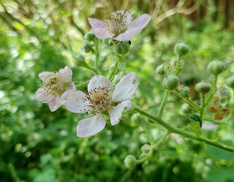 Rosa blommor på björnbär