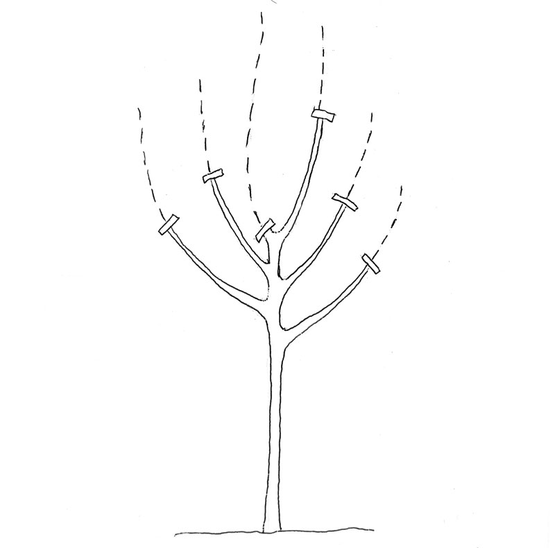Beskärning av ungt fruktträd, illustration - LS Beskärning av ungt fruktträd, illustration - LS