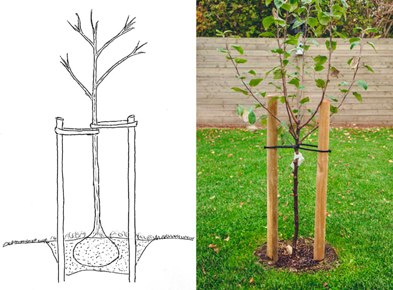 Plantering av fruktträd med stöd - LS/AS Plantering av fruktträd med stöd - LS/AS