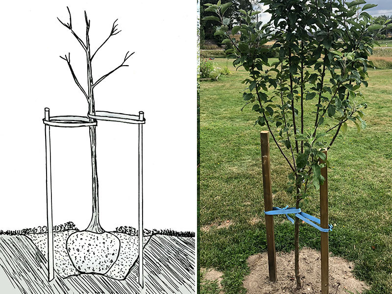Plantering av fruktträd med stöd