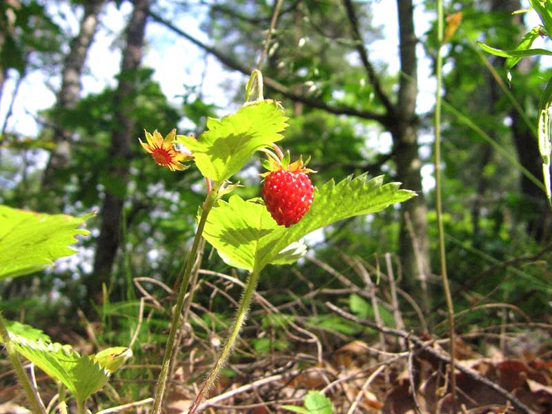 Vildväxande smultron i öppen skog