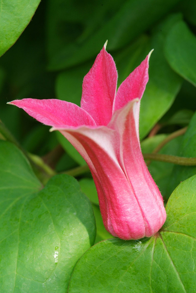 Klematis texensis Princess Diana