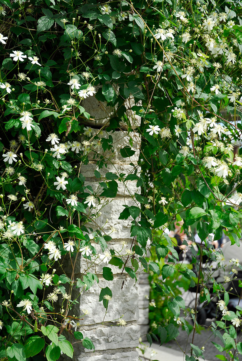 Skogsklematis Clematis vitalba Summer Snow