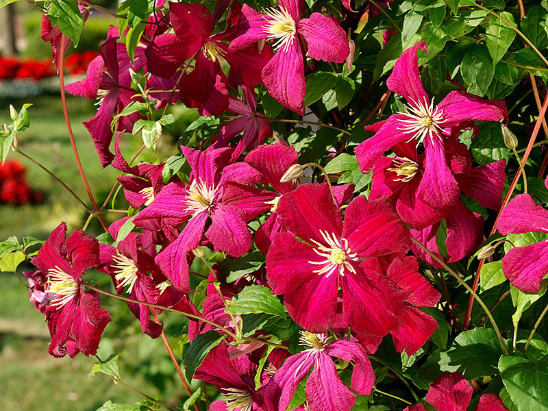 Clematis viticella Klematis 'Madame Julia Correvon'