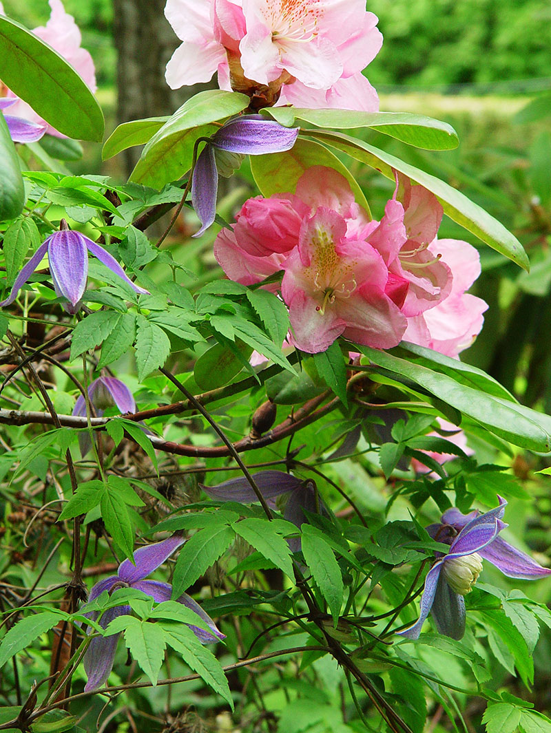 vårblommande klematis med rhododendron