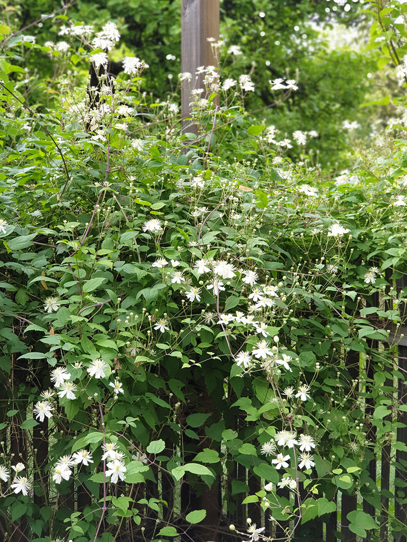 Skogsklematis Clematis vitalba Summer Snow - LS