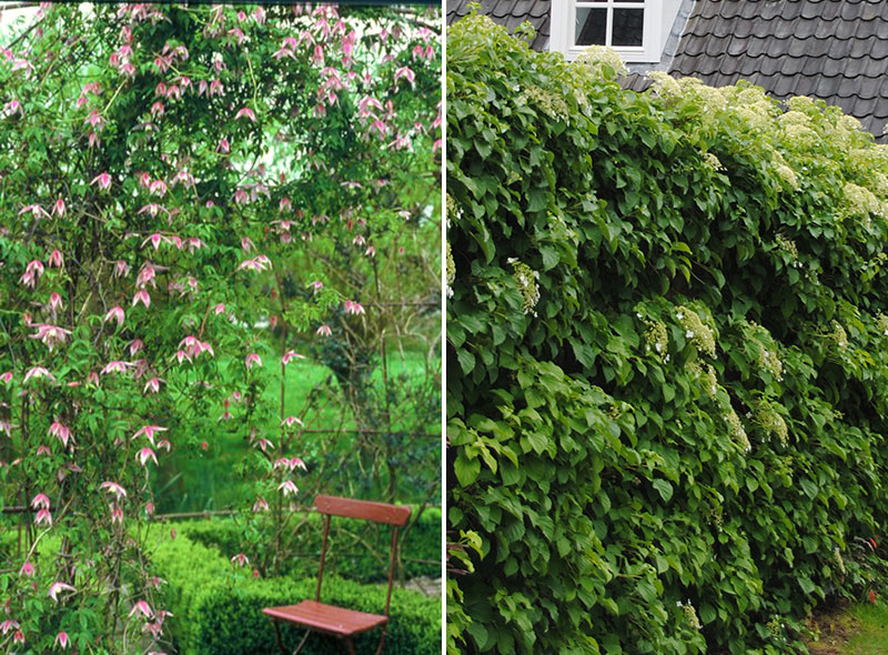 Alpklematis och klätterhortensia