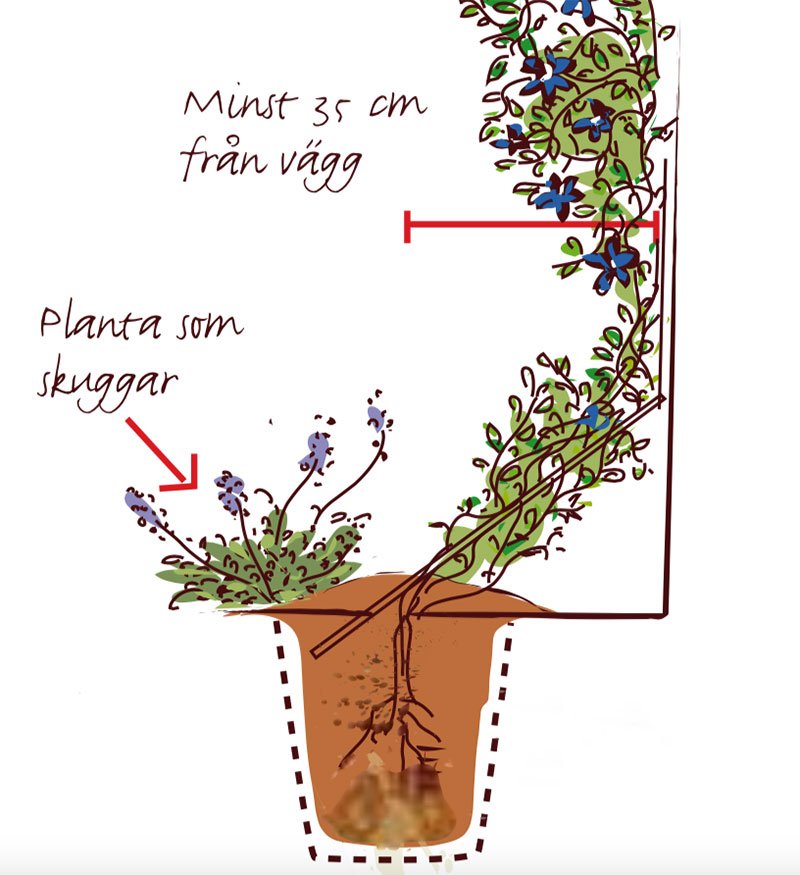 Korrekt plantering av klätterväxt