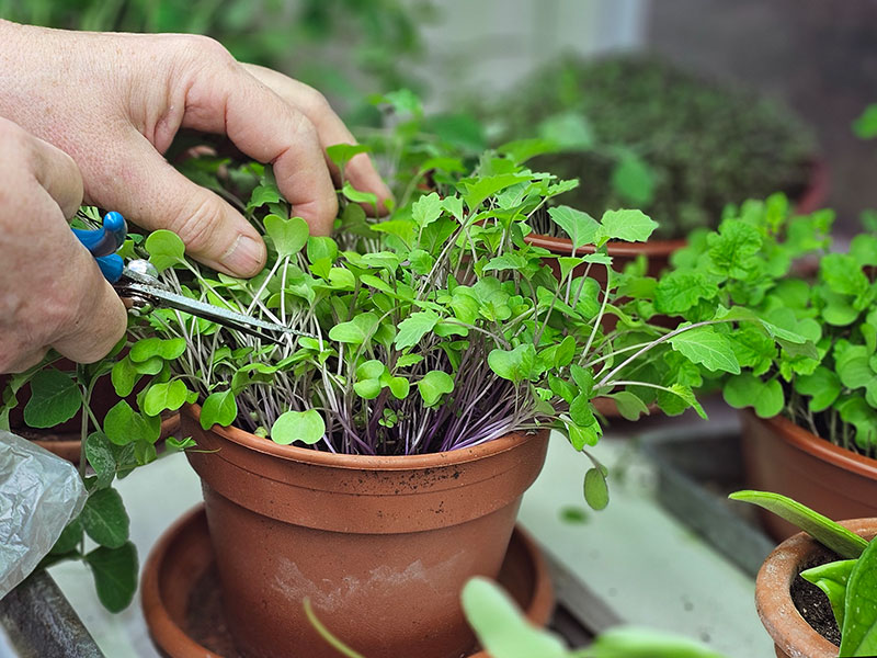 Skörd av mikroblad - LS