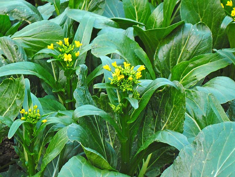 Choi sum asiatisk bladgrönsak blomsellerikål