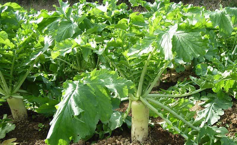 Daikon rättika asiatisk bladgrönsak i odling