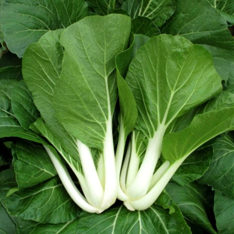 Odling av pak choi asiatisk bladgrönsak