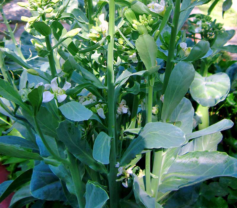 Kailaan daggkål asiatisk bladgrönsak kinesisk broccoli odling