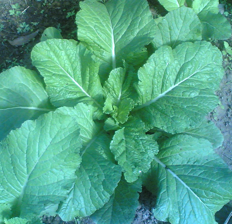 sareptasenap asiatisk bladgrönsak odling