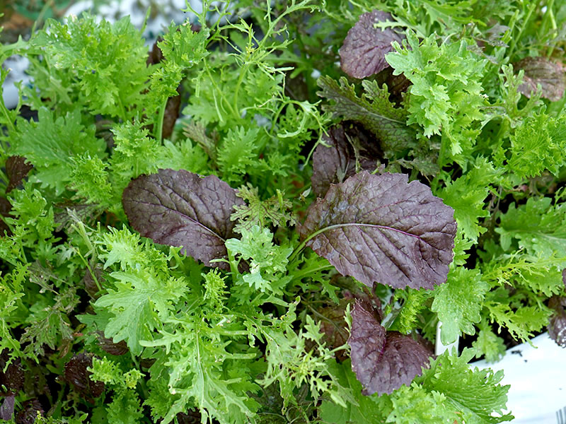 Mix av asiatiska bladgronsaker