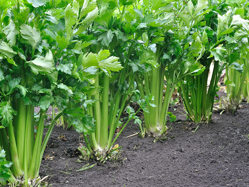 Selleriplantor på friland