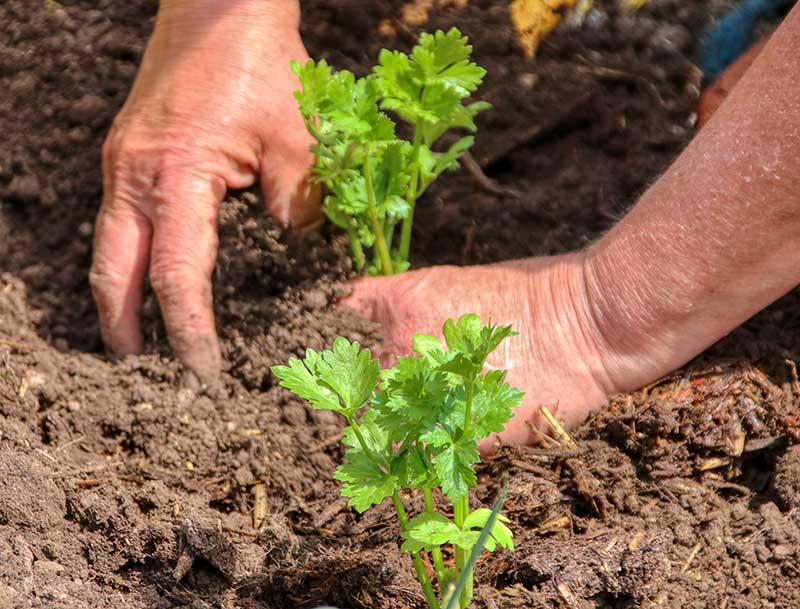 Utplantering av selleri