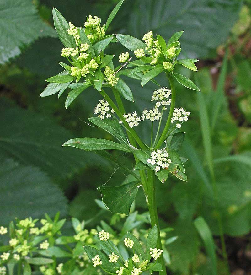 Vildväxande selleri med blomma