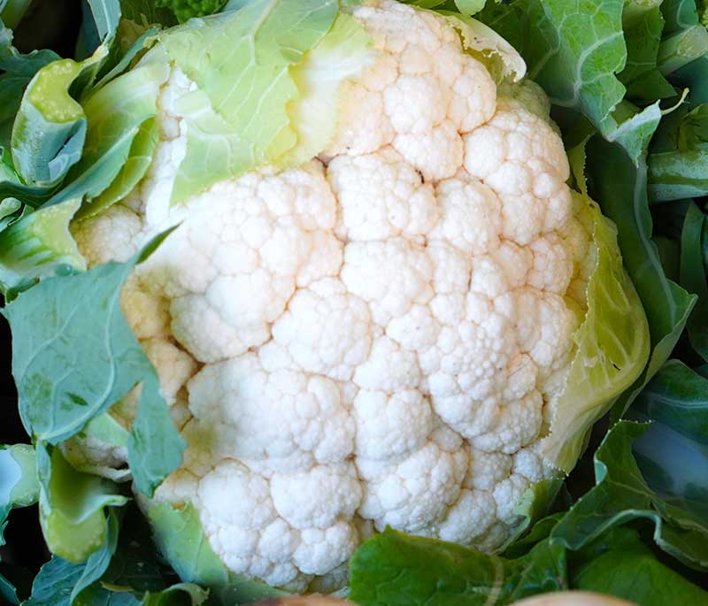 Blomkål Snowball vit