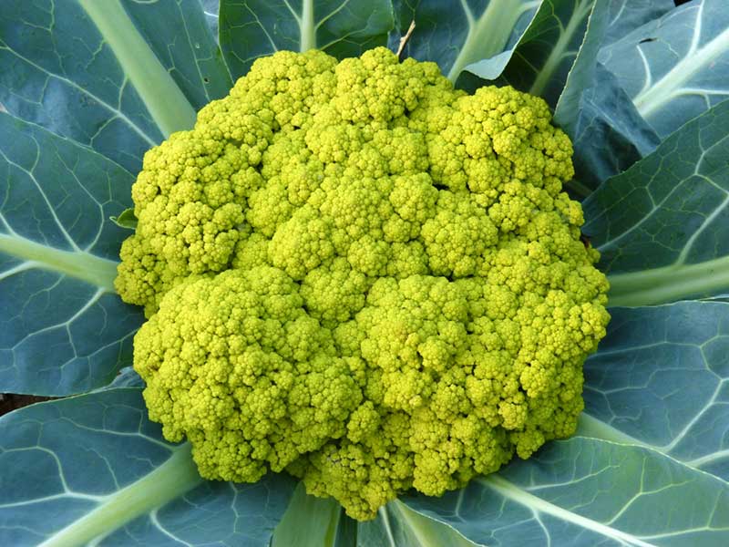 Gul broccoli