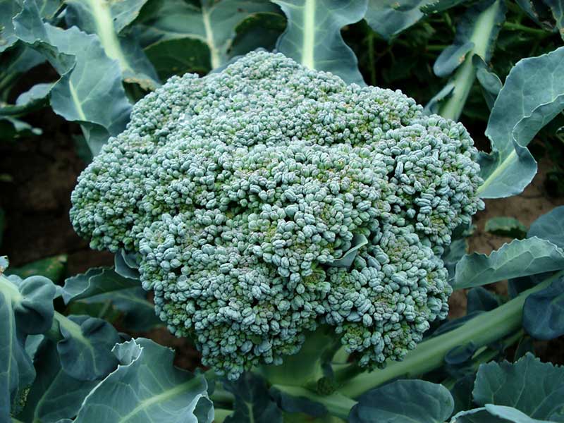 Broccoli med stort huvud