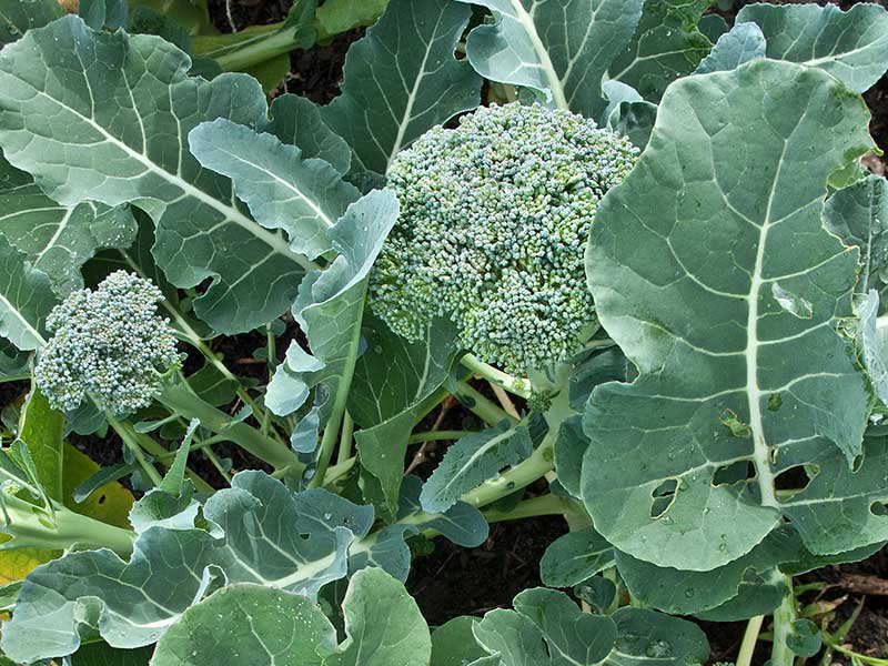 Broccolil med huvud och sidogrenar