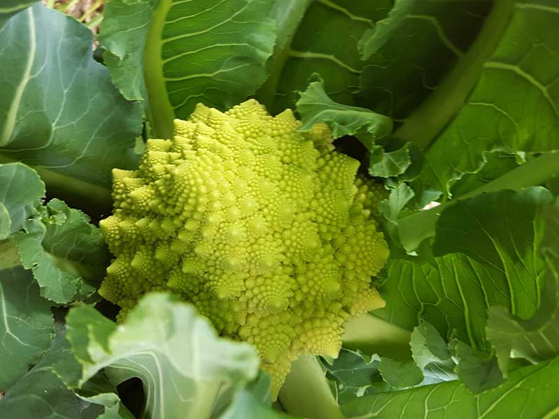 Romanesco broccolo i odling