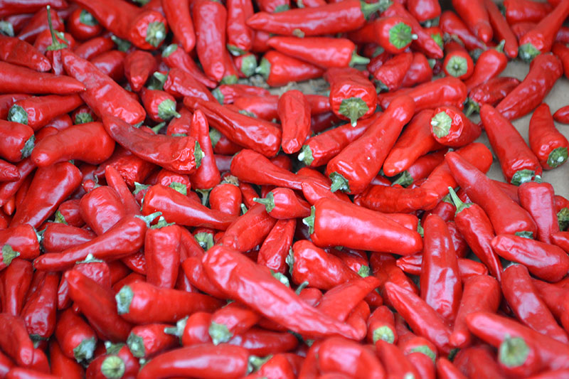 skörd av chilifrukter