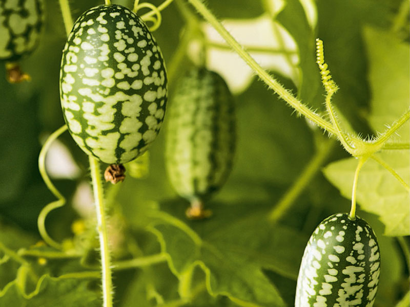 Djungelgurka med spräckliga små frukter