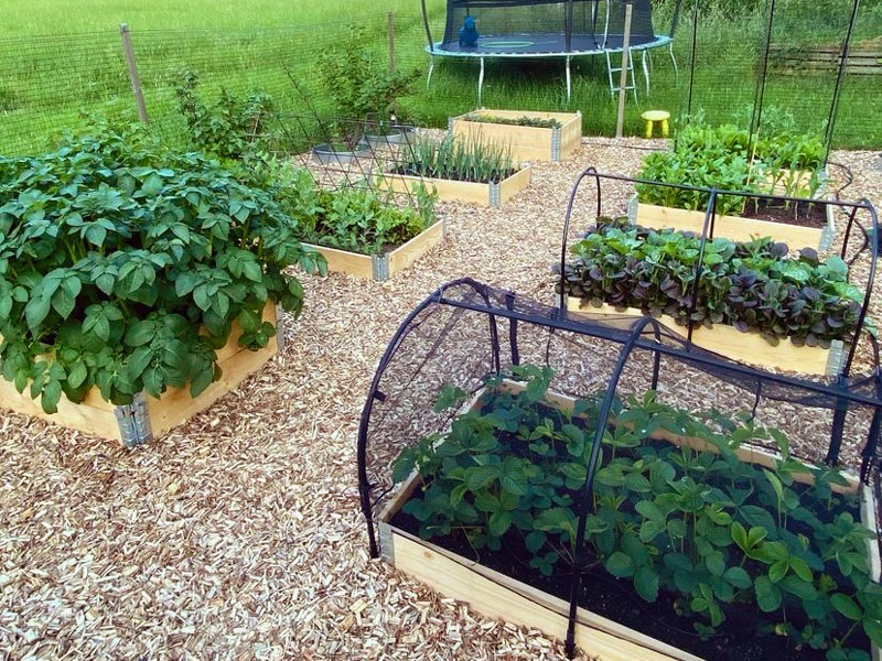 Pallkrageodling första säsongen