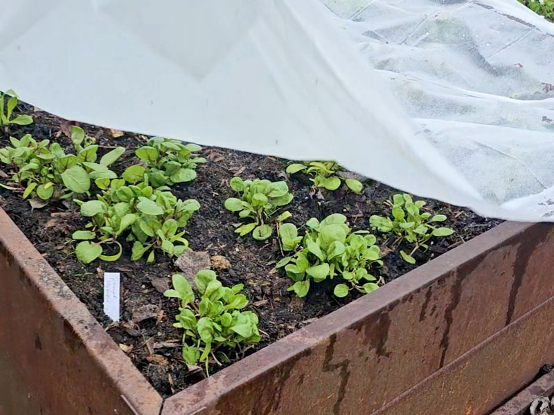 Spenat i odlingslåda under fiberduk på våren