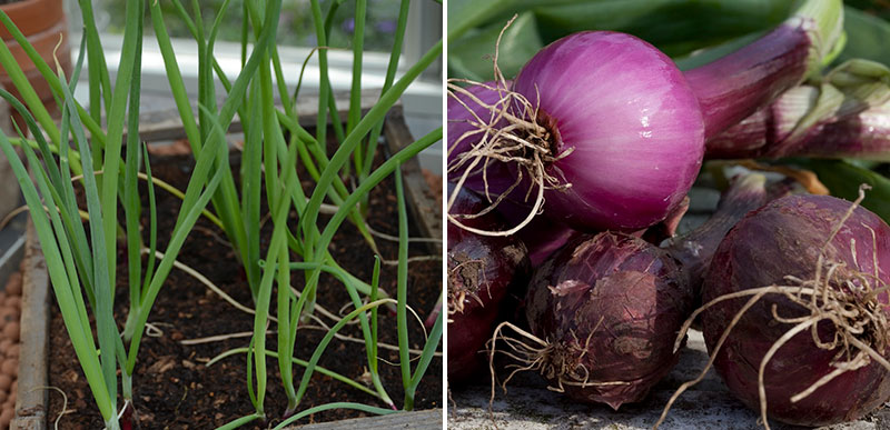 Rödlök och småplantor av lök