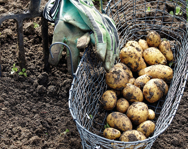 Skörd av hemodlad potatis