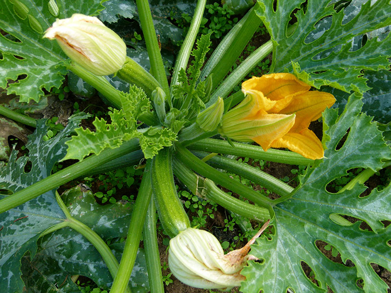 Squash i köksträdgård