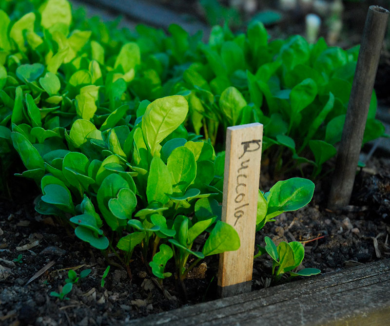 rucola i pallkrage