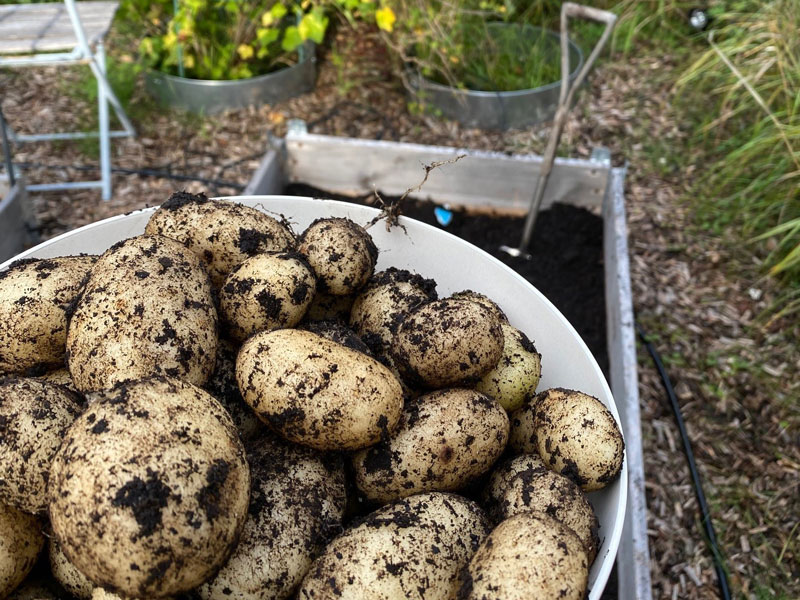 Skörd av hemodlad potatis - ktm