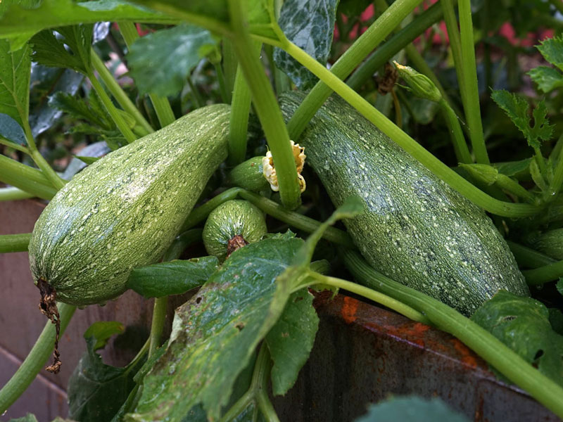 Squash i odlingslåda - LS