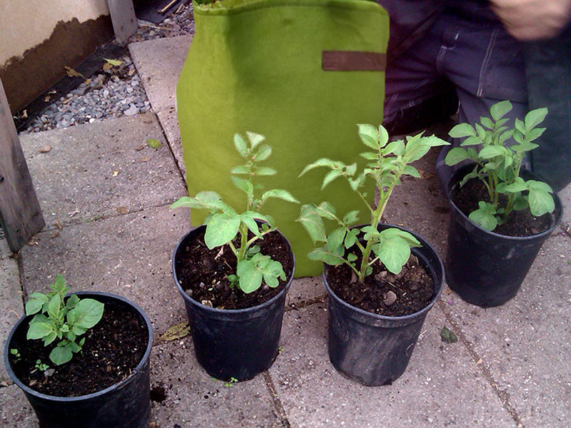 Odling av potatis i hink och odlingssäck - LL Odling av potatis i hink och odlingssäck - LL