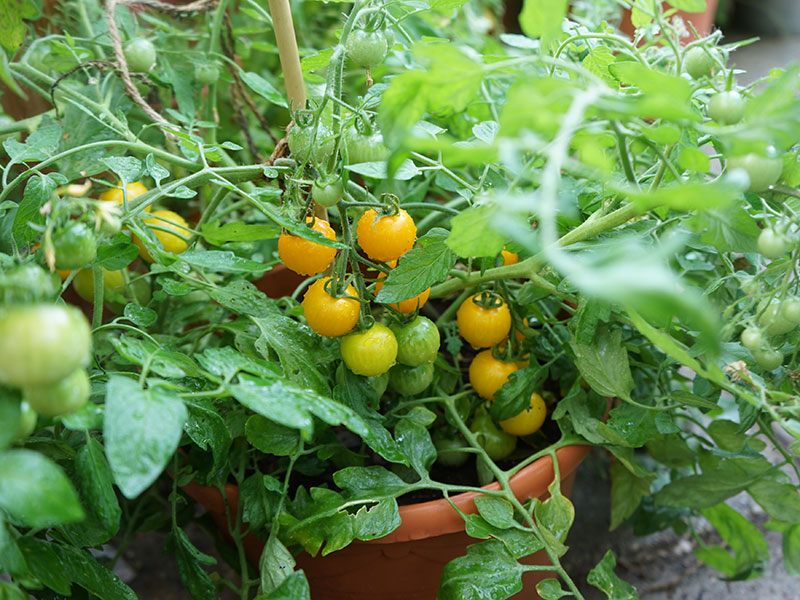 Många tomater behöver inte tjuvas, som tex busktomaten