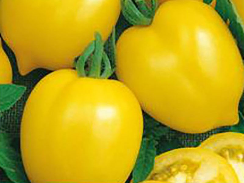 citrontomat