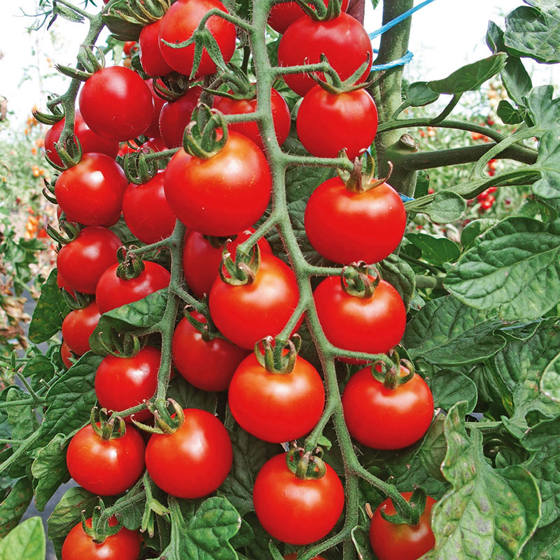 tomat Rubinka