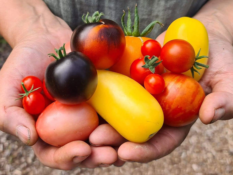 Tomatskörd med olika former på tomater