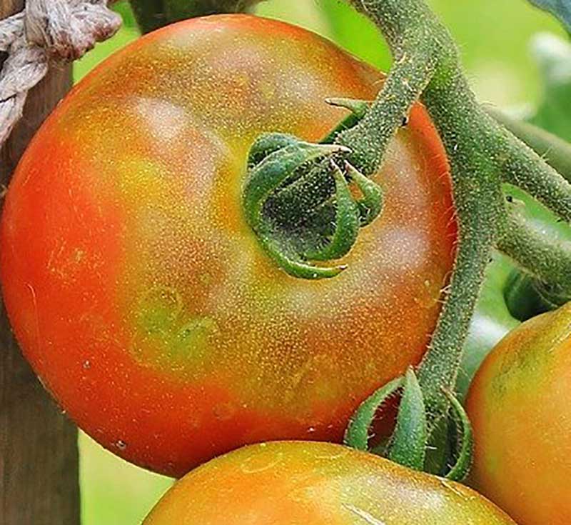 Grön nacke på tomatfrukt