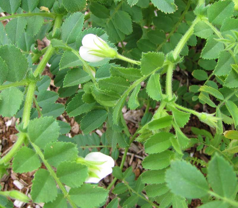 Blommande kikärt planta i odling