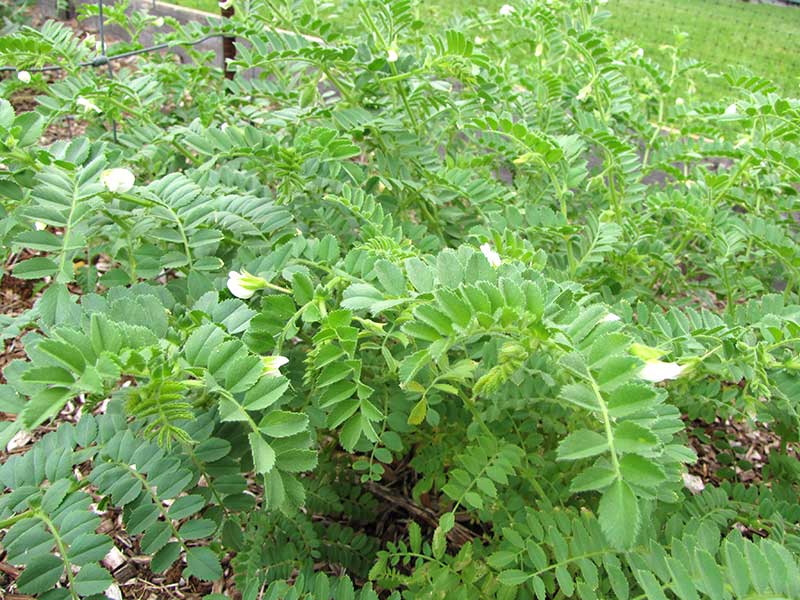 Blommande planta av kikärt i odling