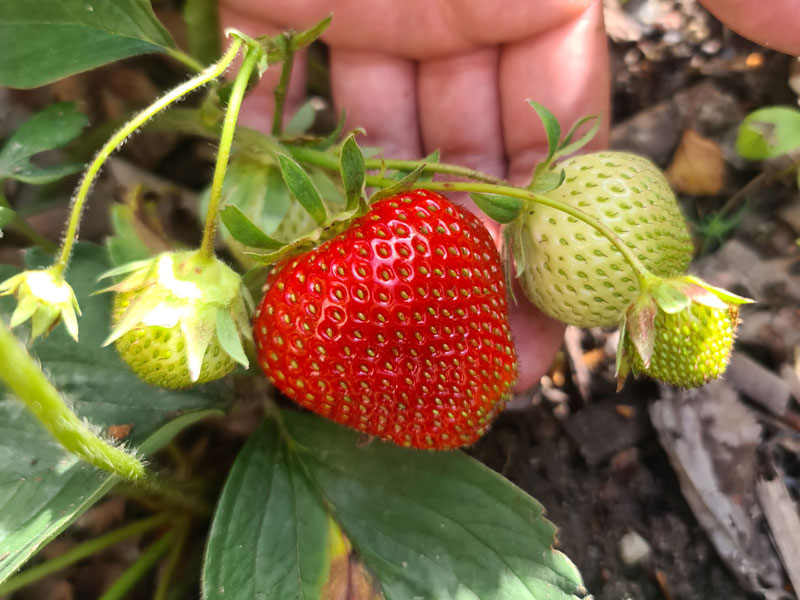 Stora jordgubbar i köksträdgård - LS