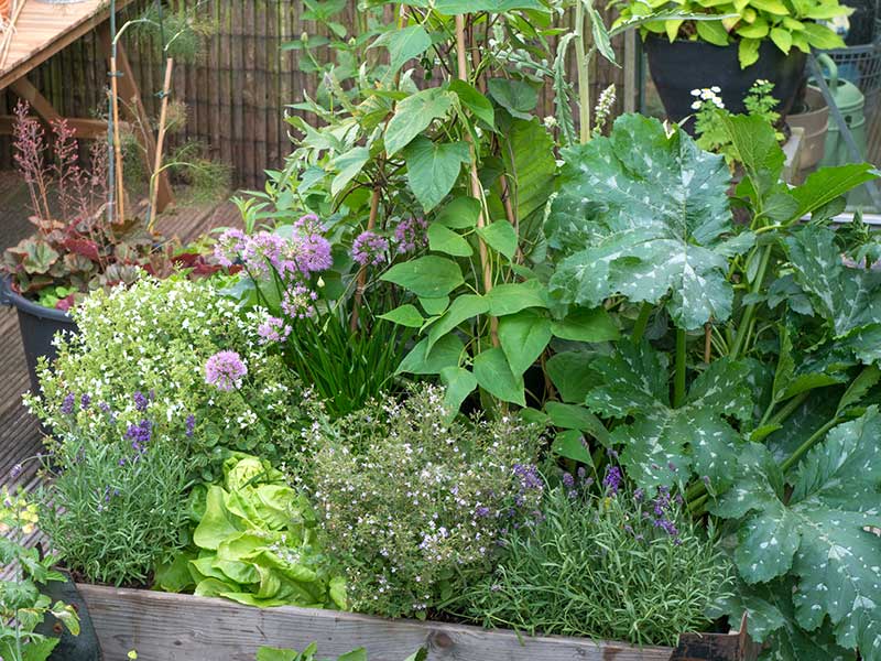 Odlingslåda med kryddörter, grönsaker och lavendel