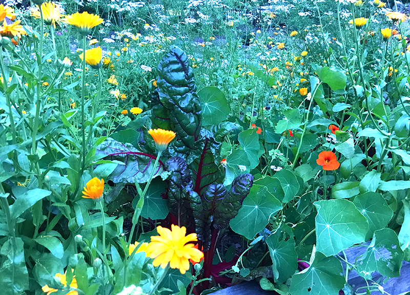 Mangold, ringblomma och krasse i pallkrage