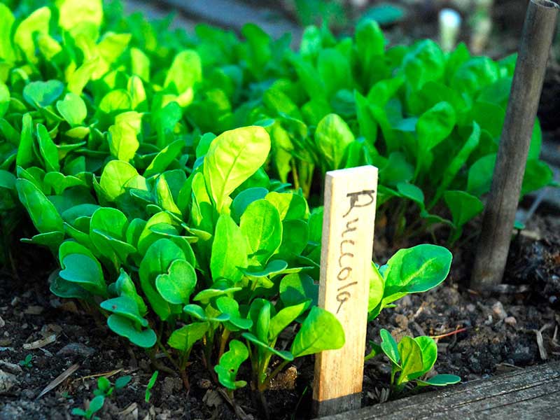 Rucola i pallkrage