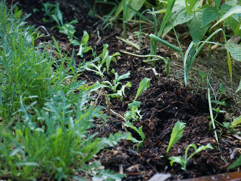 Nyplantering i mellan skördar i pallkrage